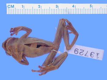 Media type: image; Herpetology A-19729